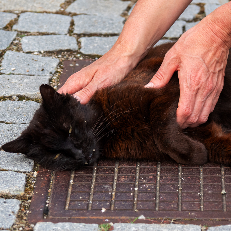 Nathalie Huber Tierenergetik Katze